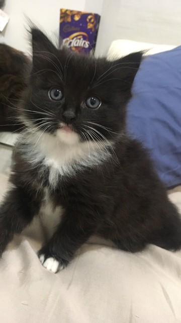 munchkin cat gumtree